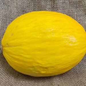 Melon - Honeydew