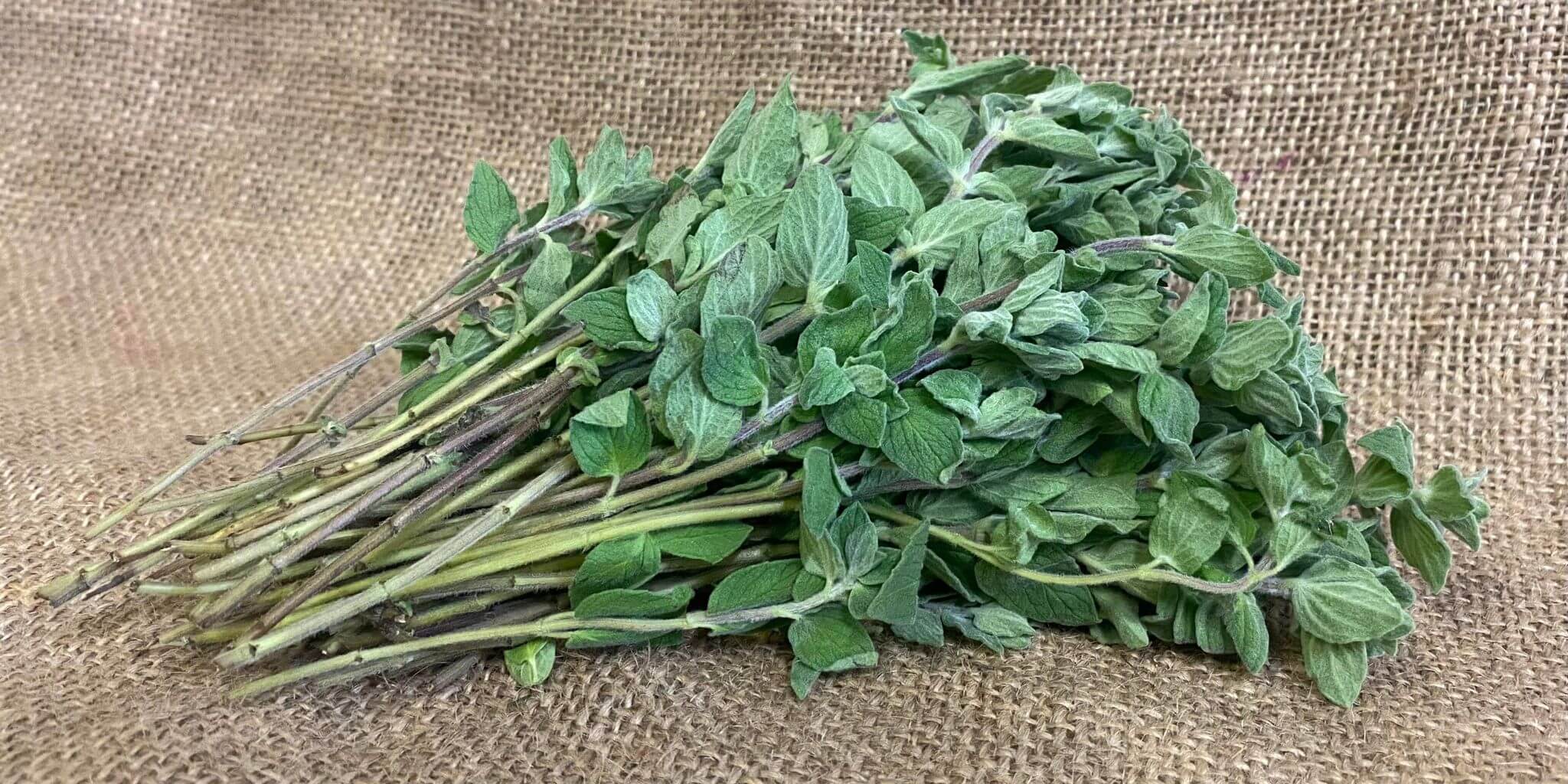 Herbs - Oregano